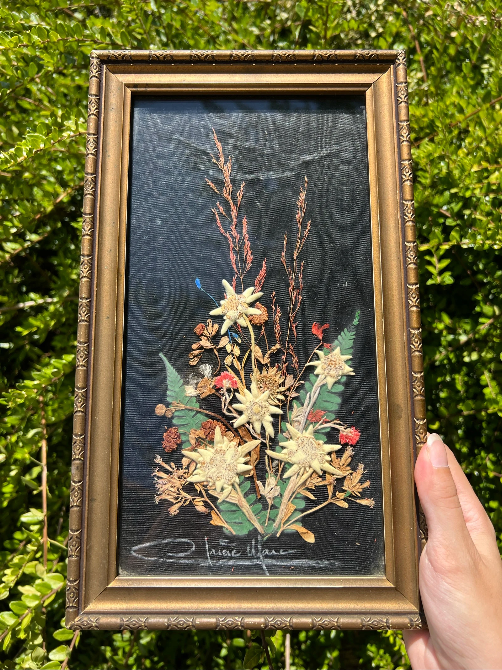 💮 Cadre vintage fleurs séchées Edelweiss signé – Déco murale 32 x 19 cm
